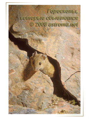 Www гороскоп
